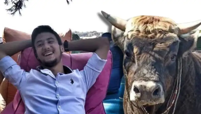 Aydın'da Şok: Güreş Boğası Can Alarak İkili Duygular Yaratıyor!