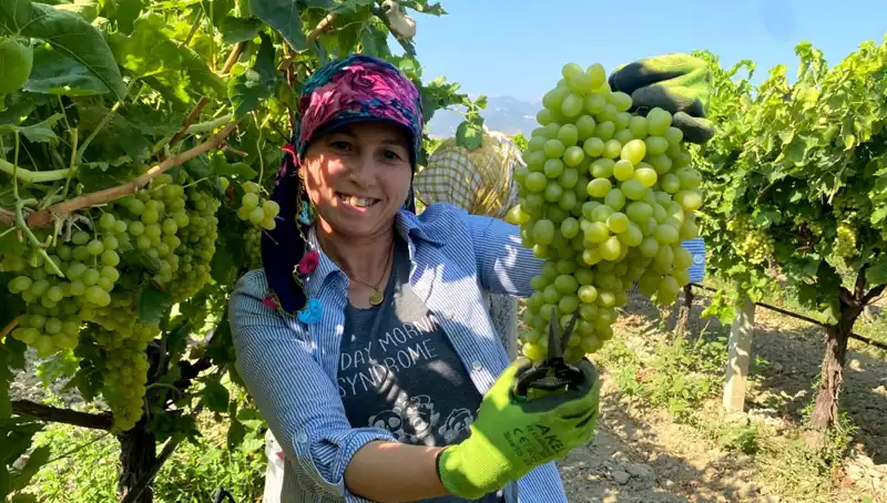 Manisa’nın Lezzeti Dünyayı Sardı: İlk İhracat Tırları Avrupa Yolunda