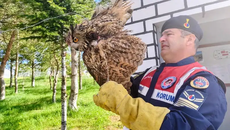 Dikenli Tellere Takılan Puhu, Hayata Döndü: Tedavi Süreci ve Sonrası