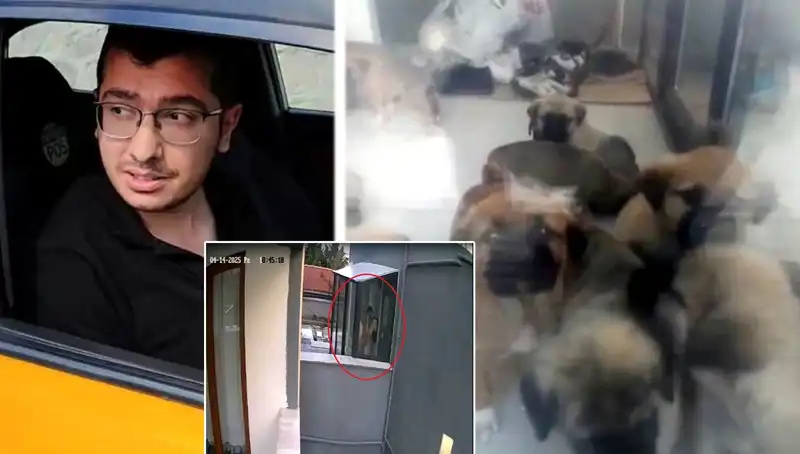 İstanbul'da Şok Eden Olay: Veteriner 12 Yavru Köpeği Katletti