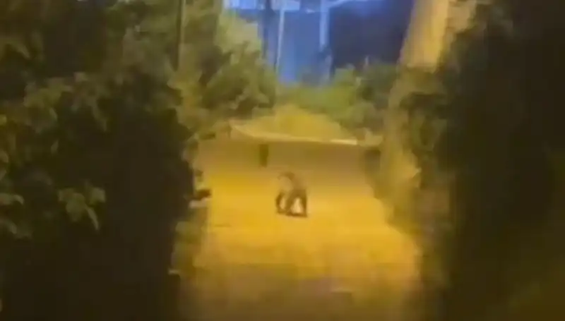 Gümüşhane’nin Merkezine Ayı İndi: Şehirde Heyecan Dolu Anlar