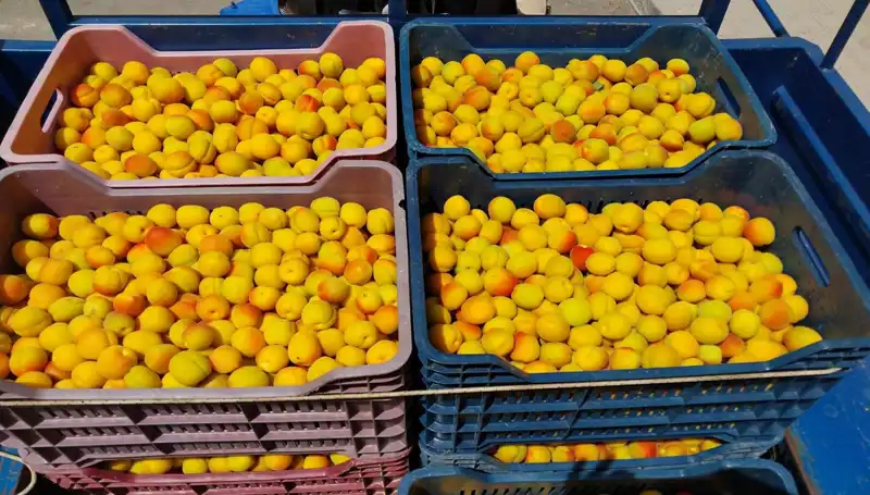 İlk Hasat Sevincine Yolculuk: 500 TL'den Satışa Çıkan Ürünler