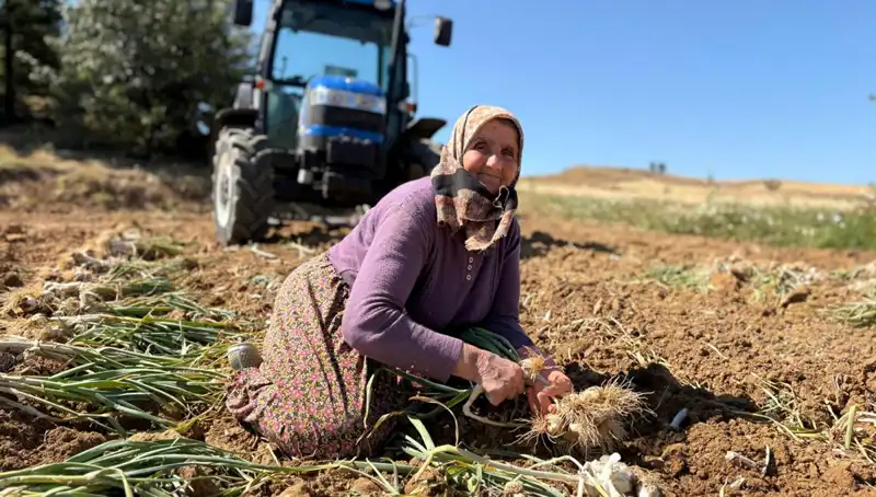 Dünyaca Ünlü Selenyum Kaynağı: Türkiye'de Bin 200 Liraya Toplanıyor