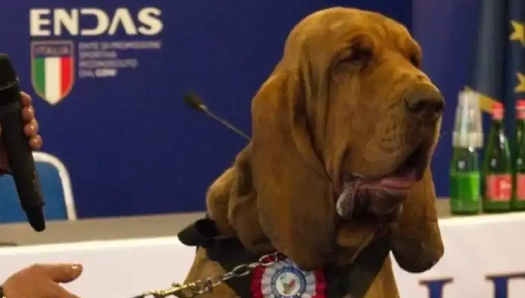 Arama Köpeğine Yapılan Günah: Çivili Sosisle Suikast Girişimi!