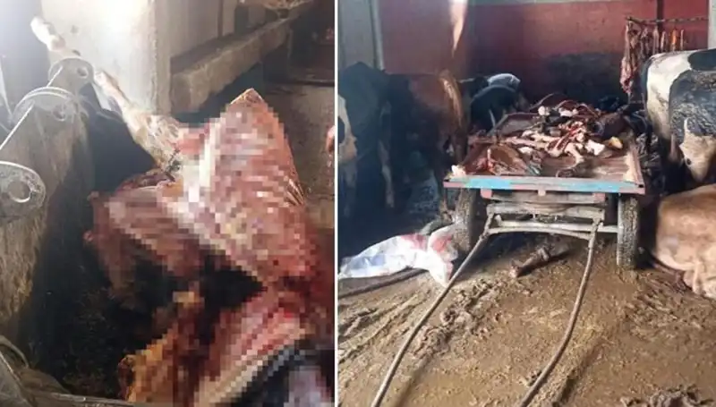 Adana'da Büyük Skandal: 2,5 Ton At Eti ve 4 Kurtarılan At