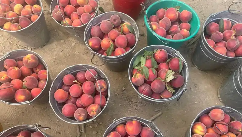 Hasat Sezonunda Çiftçi Yüz Güldürüyor: Fiyatlar 100 Liraya Ulaştı!