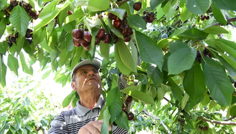 Lapseki Devi: Çay Bardağına Sığmayan Devasa Canlı
