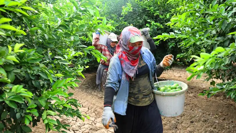 Markette Patates Fiyatları Uçuşa Geçti, Yeni Hasat İle İndirim Beklentisi