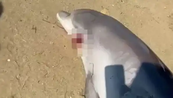 Yalova Kıyısına Vuran Ölü Yunus, Bölgeyi Şoke Etti