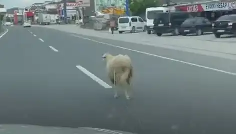 Yalova’da Kurbanlık Hayvan Kaçışı Trafikte Felakete Yol Açtı