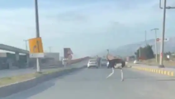 Hatay'da Trafikte deve kuşu ile karşılaşmanın şaşkınlık veren hikayesi!