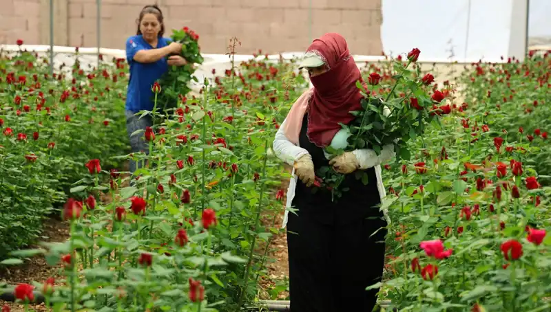 Anneler Günü'nde Gül Üreticilerinin Zorlu Mesaisi ve Piyasa Fiyatları