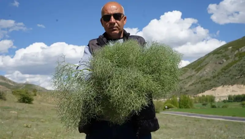 Doğanın Proteini: 15 Kilometre Uzaklıktan Gelen 7 Derdin İlacı