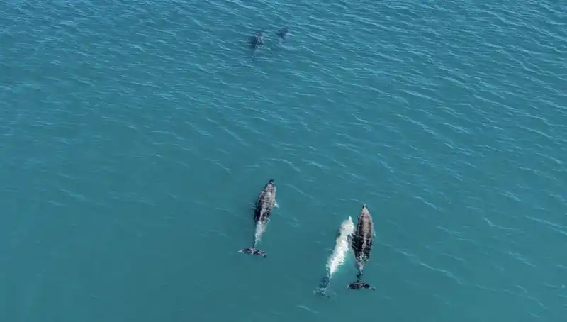 Karadeniz'in Derinliklerinde Dans Eden Yunuslar Drone ile Görüntülendi