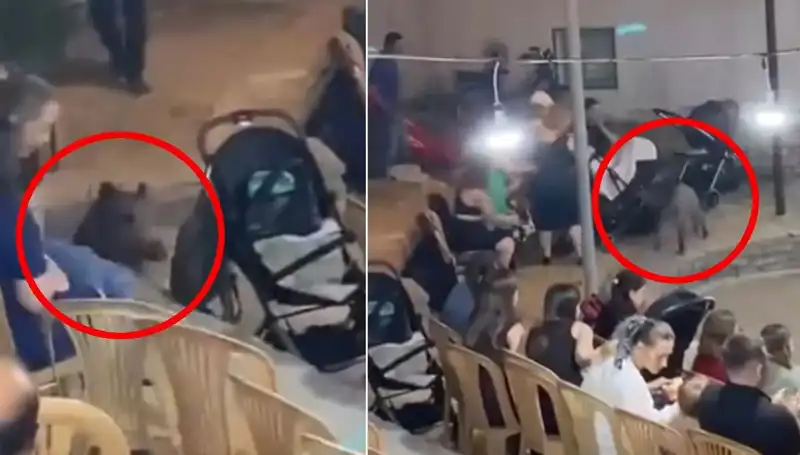 Düğün Törenini Bölüp Kaçan Yaban Domuzu, Misafirlerde Şok Etkisi Yarattı!